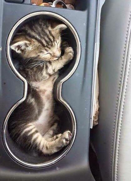 Kitten sleeping in a cup holder