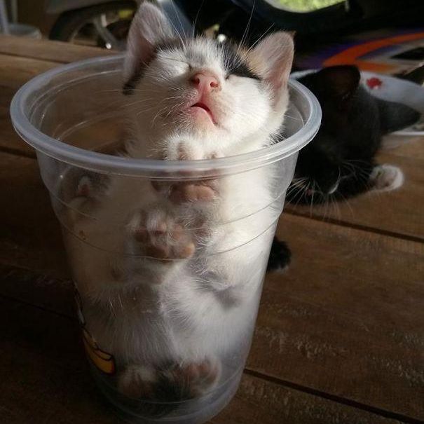 Kitten sleeping in a cup
