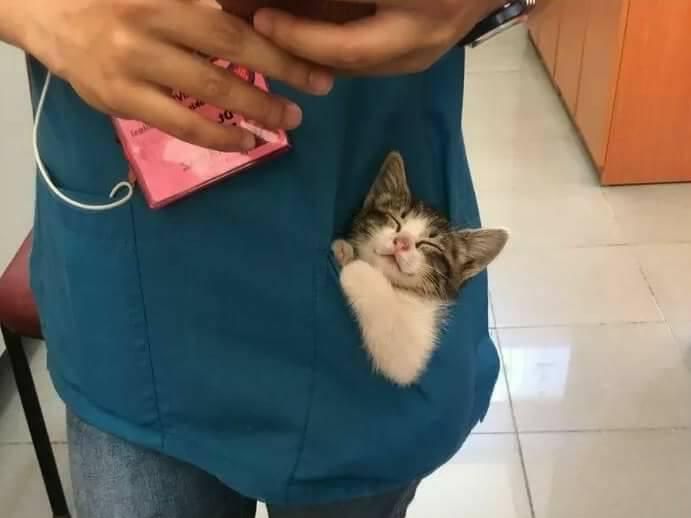 Kitten sleeping in a pocket