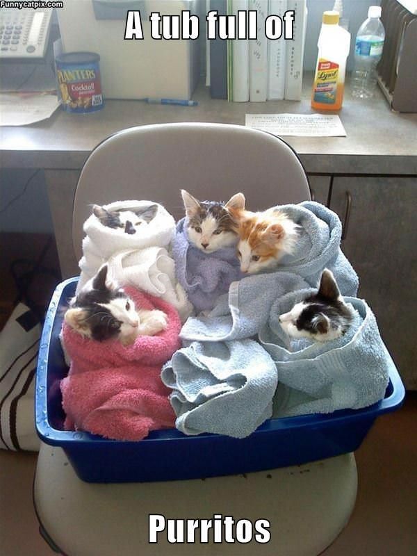 Kittens rolled up in towels