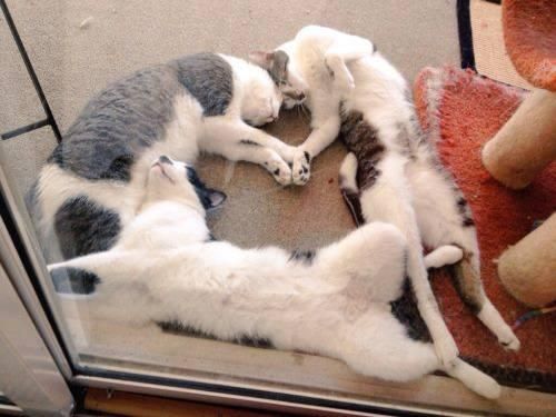 Kittens sleeping in a pile