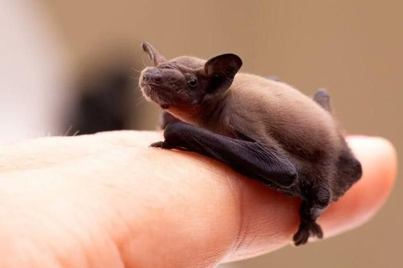 Kitti’s Hog-Nosed Bat
