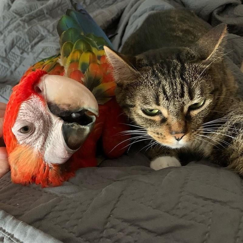 Kitty and parrot