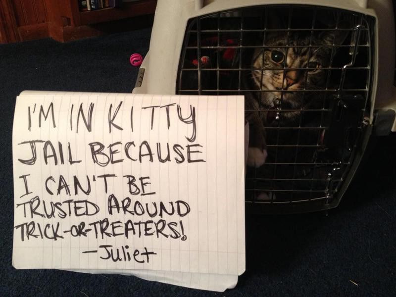 kitty jail