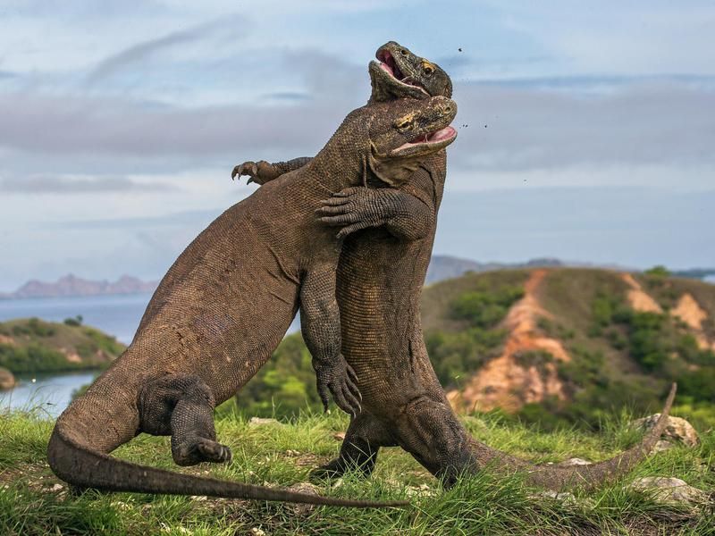 Komodo Dragon — prehistoric animal still alive today