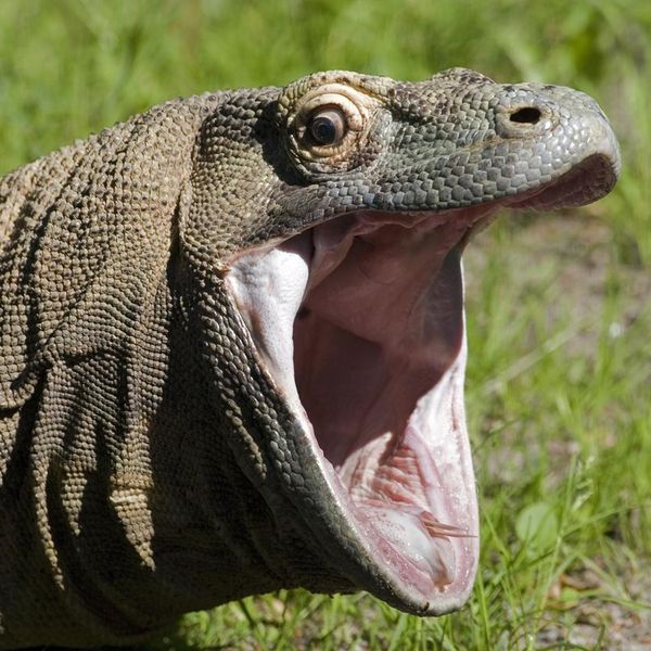 Monitor Lizards Are the Pet Dinosaur You've Always Wanted