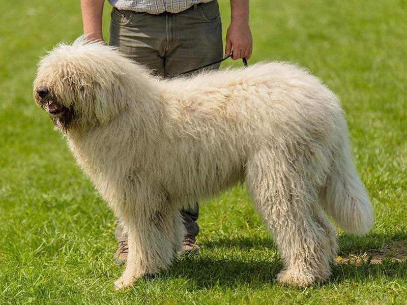 Komondor, one of the shaggiest dog breeds