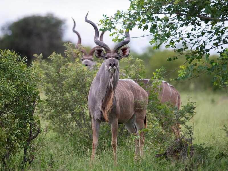 Kudu antelope bulls in South Africa