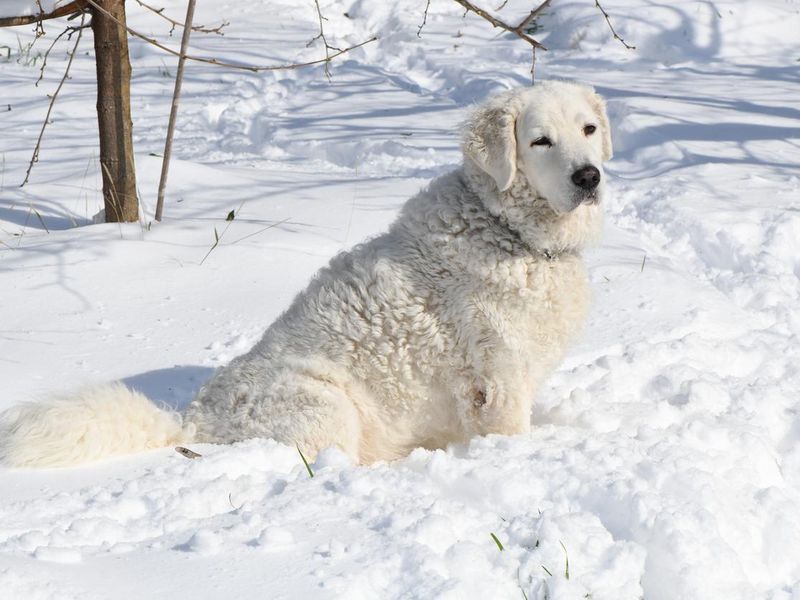 Kuvasz Dog sitting in the Snow on a Sunny Winter Day