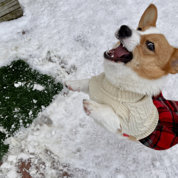 KYEESE Dog Sweater Dress with Leash Hole, Plaid