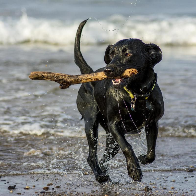 Labrador playing fetch at the beach