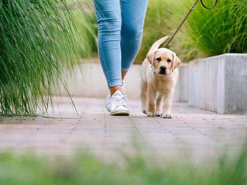 Labrador Puppy walks by feet