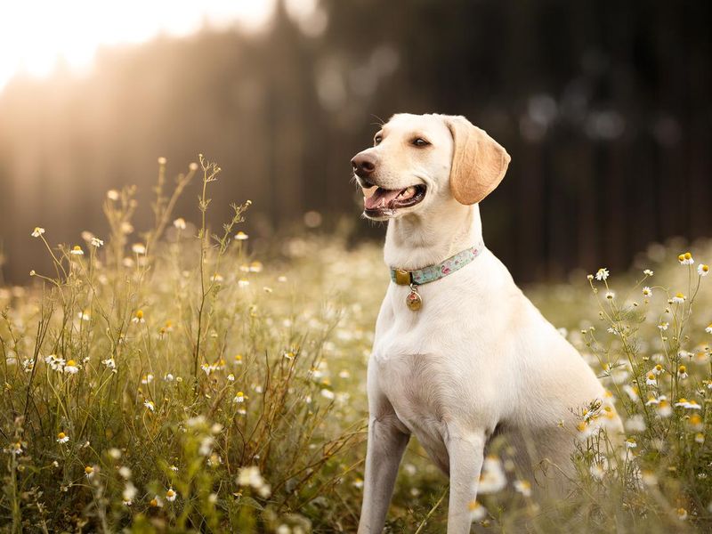 Labrador retriever dog smiling in a field