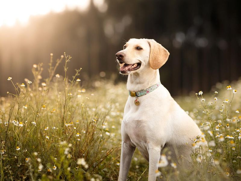 Labrador retriever dog smiling in the fields