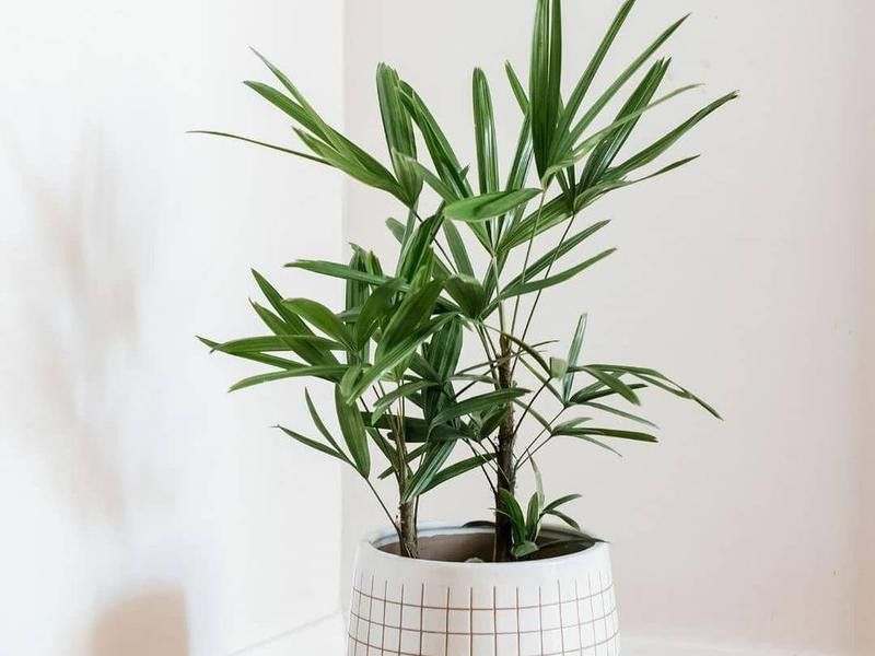Lady palm plant in a white pot