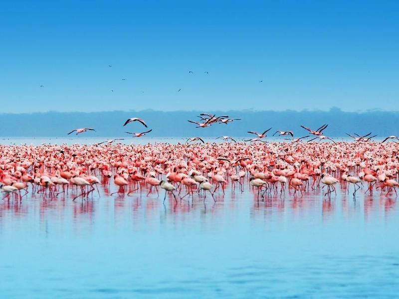 lake Nakuru, Kenya