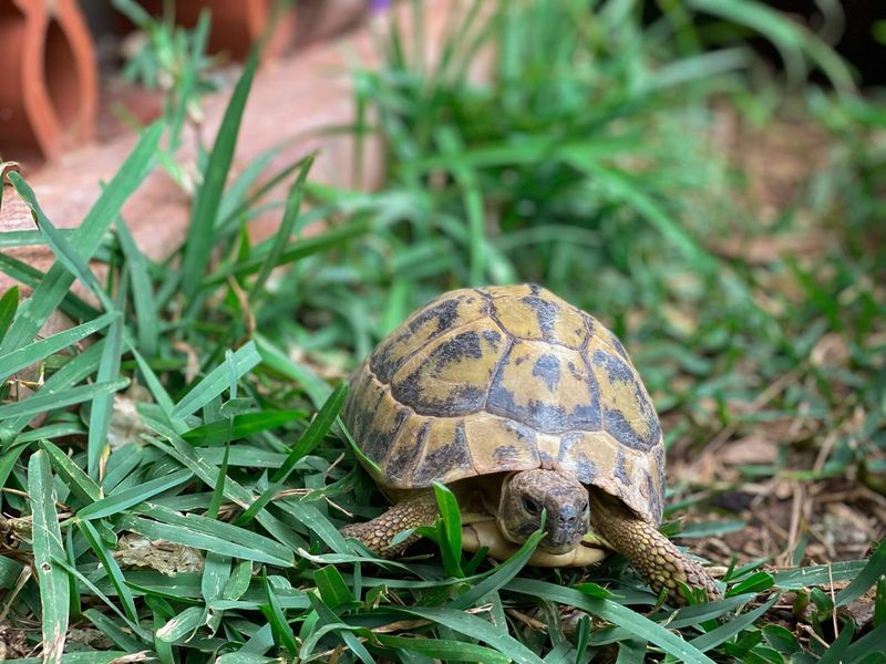 Land tortoise in grass