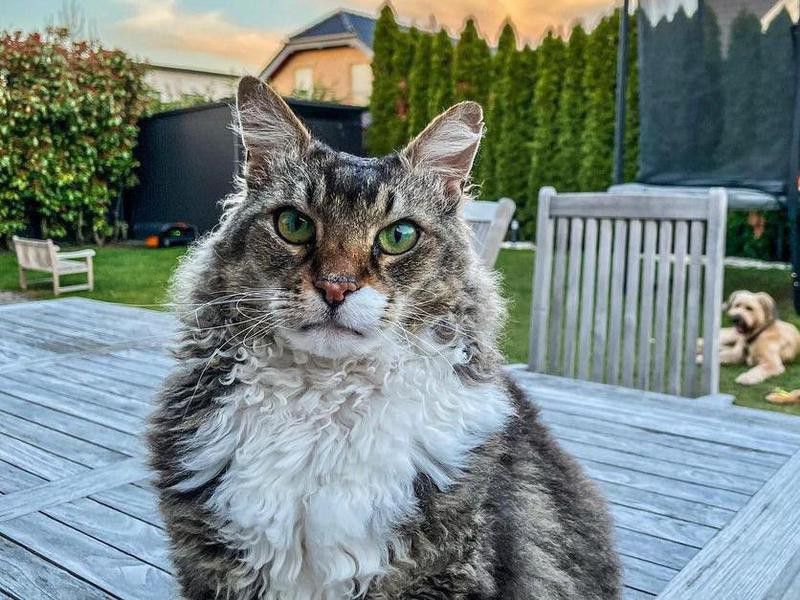 LaPerm cat in backyard