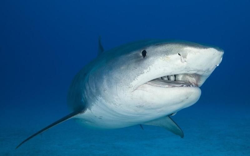 Large, 12-foot tiger shark
