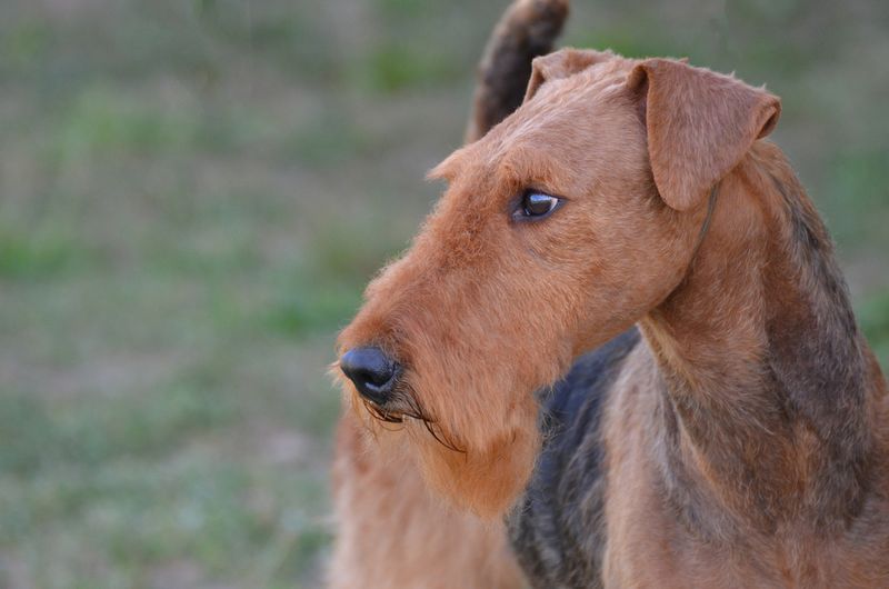 Large Airedale terrier