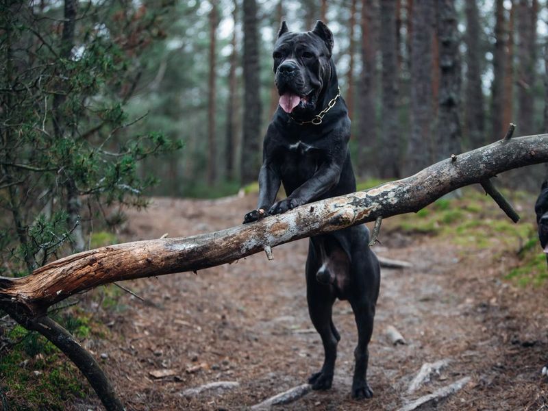 Large, brindle colored cane corso mastiff in the forest