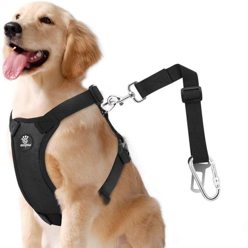 Large dog with black harness and dog seat belt