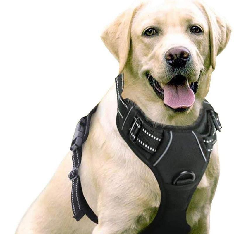 Large dog with harness