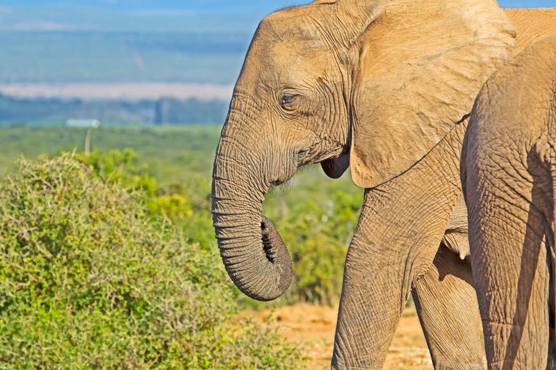 Large female elephant