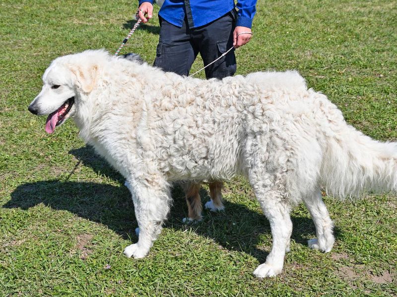 Large Kuvasz shepherd dog