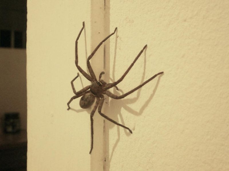 Large spider on the wall