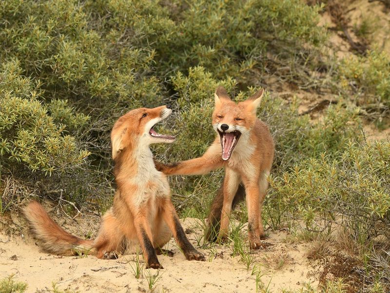Laughing foxes