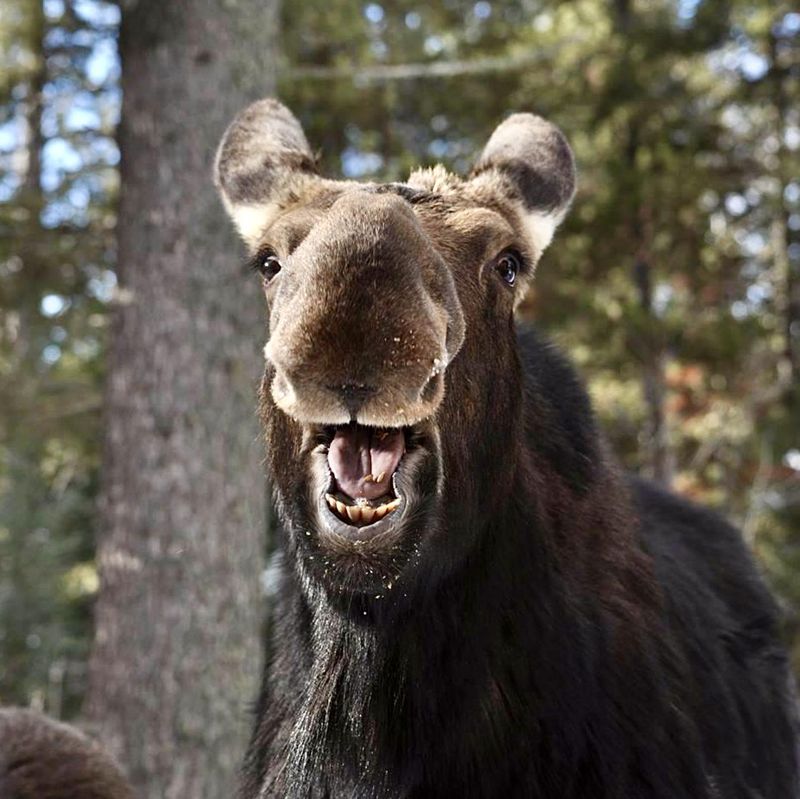 Laughing moose