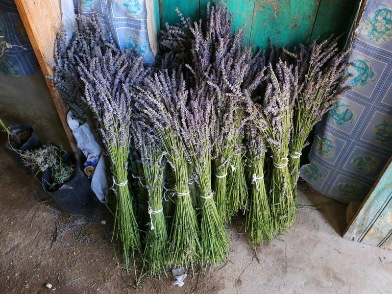 Lavender Bundles Gathered In The Lavender Harvest In Kuyucak Village, Lavender Bundles Stand Upright On The Ground