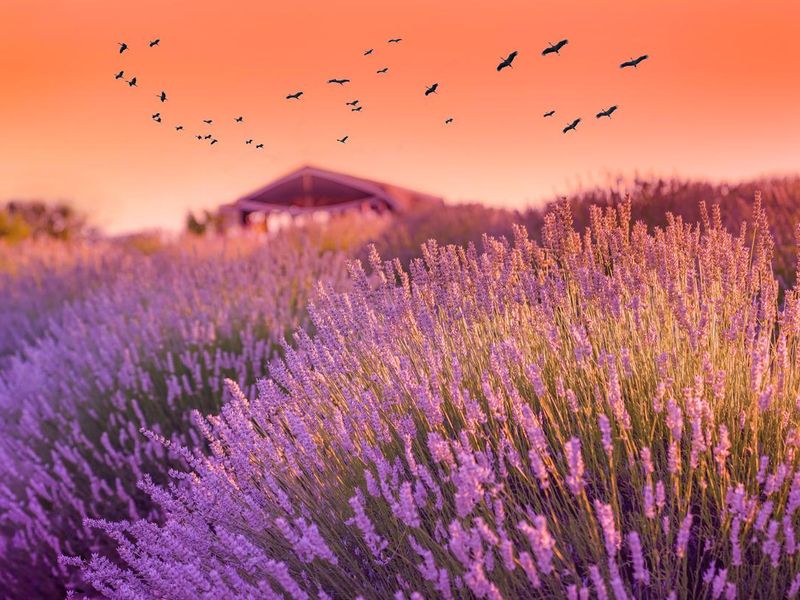Lavender field in the sunset, hut/cottage in background and storks in the air in Kuyucak Village, Isparta, Turkey.