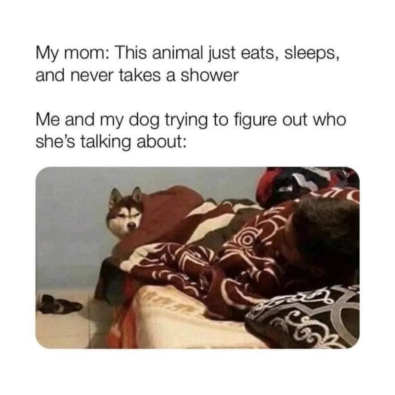 lazy animals