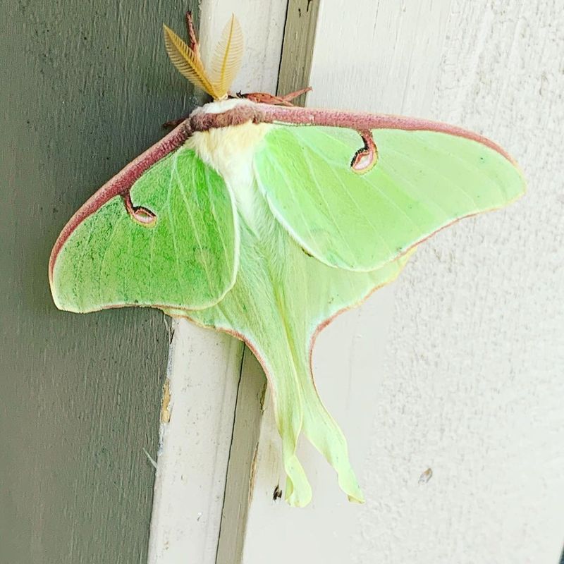 Leaf moth