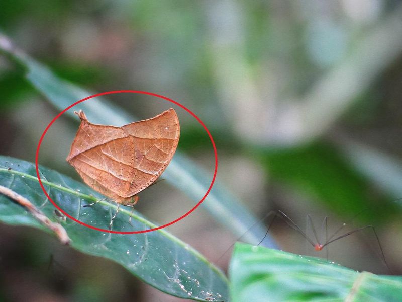 Leafwing butterfly on tree
