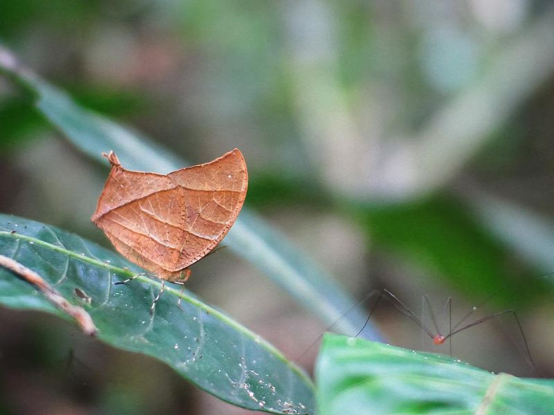 Leafwing butterfly