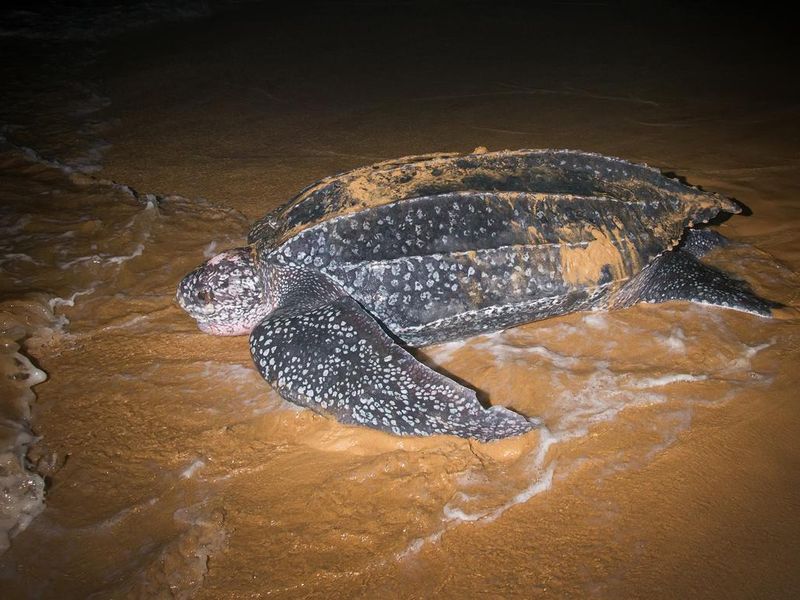 Leatherback sea turtle laying eggs