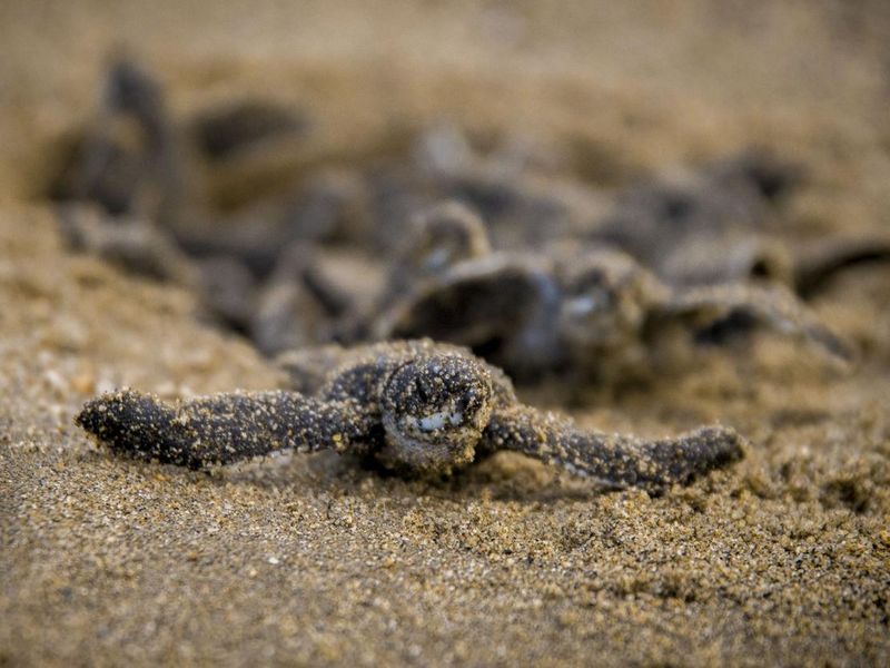 Leatherback turtle hatchlings leaving the nest
