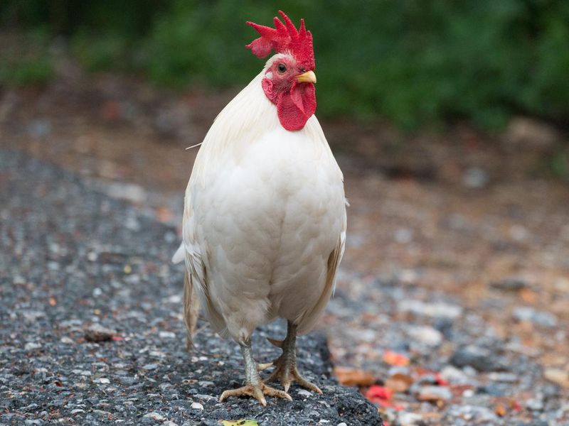 Leghorn chicken breed and egg color
