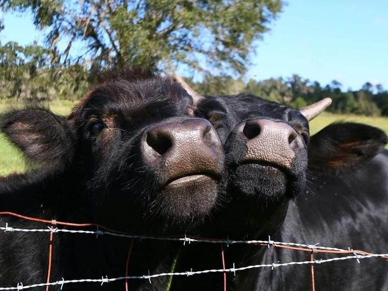 Lemmy and Philomena from Critter Creek Farm Sanctuary