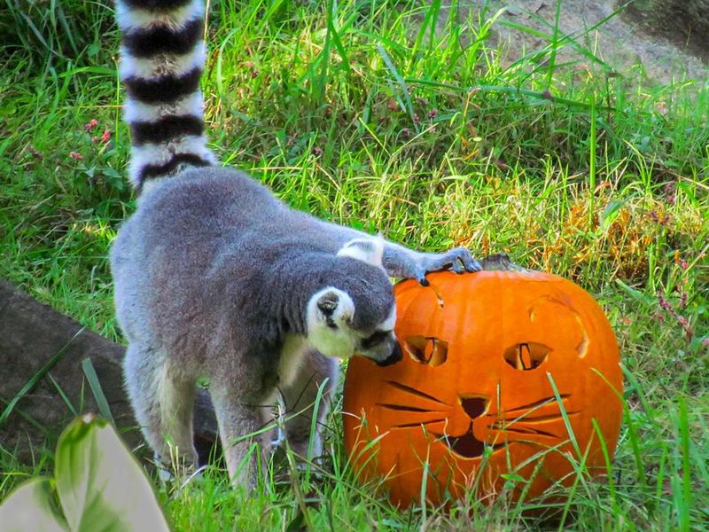 Lemur celebrating Boo at the Zoo