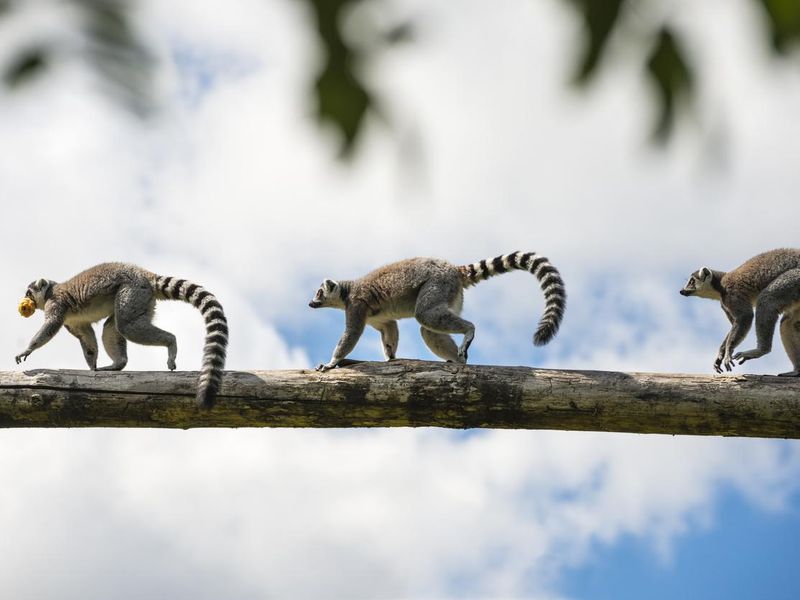 Lemur on branch