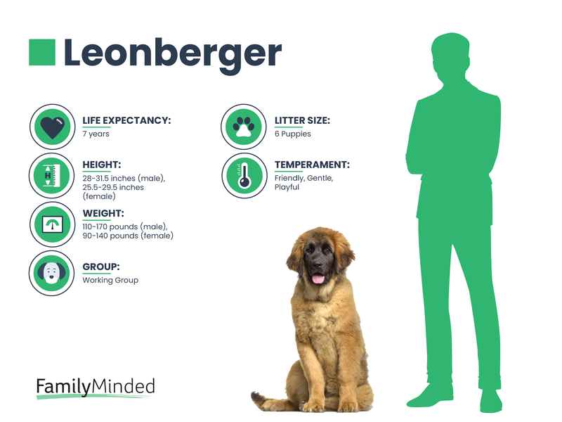 Leonberger breed