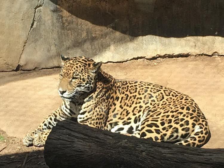 Leopard at Cameron Park Zoo