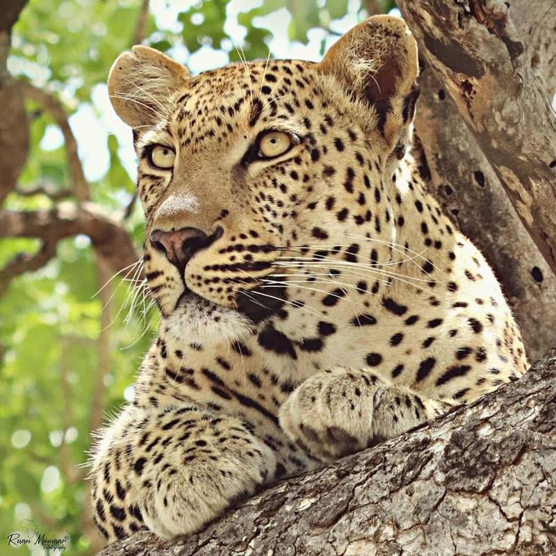 Leopard at Kruger National Park in South Africa