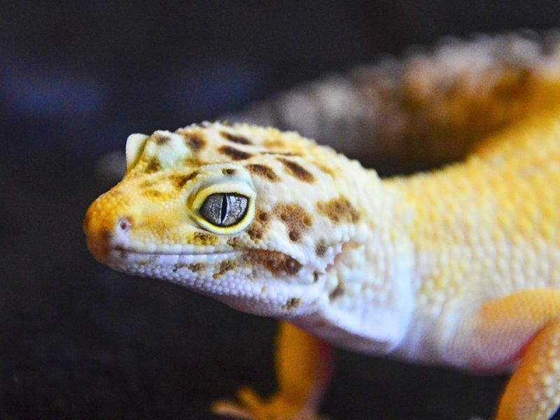 Leopard Gecko eyes