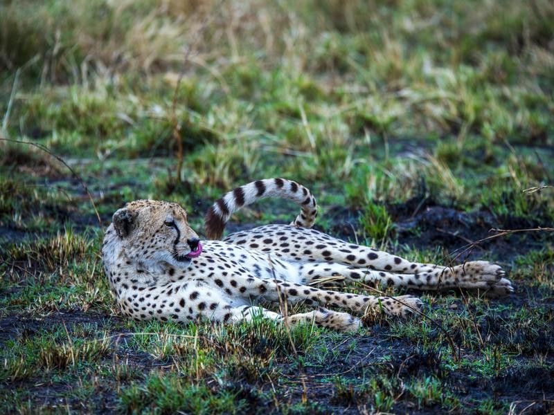 Leopard Lounging Around