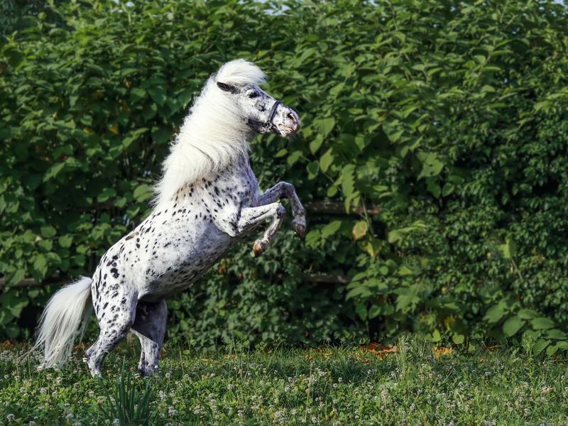 Leopard miniature horse rearing